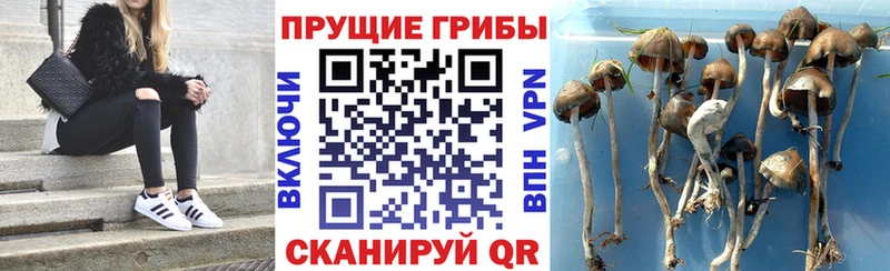 Галлюциногенные грибы прущие грибы  Галич 